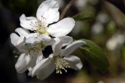 Apples Blossoms
