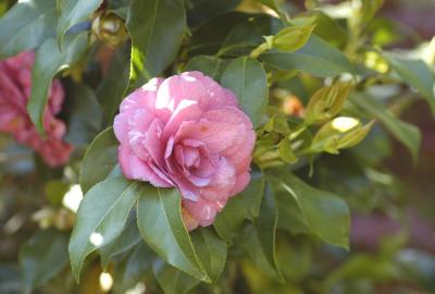 Camelia