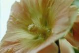 Pink Hollyhock