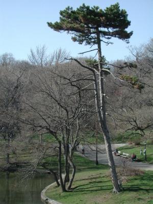 This magnificent conifer stands upon the shore of The Lullwater in Brooklyn's Prospect Park, just North of the Audubon House.  Cyclists, seated on the bench at the lower right, revel in their participation in this idyllic Spring setting after having pedaled in from Sixtieth Street and First Avenue in Manhattan as part of the 5 Boro Bike Club's Brooklyn-Queens Mosaic Ride