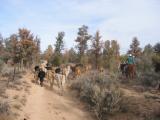 Cattle Drive from El Topo to Rancho Ojo de Agua Dec 2002