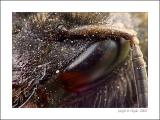 Bumblebee 1