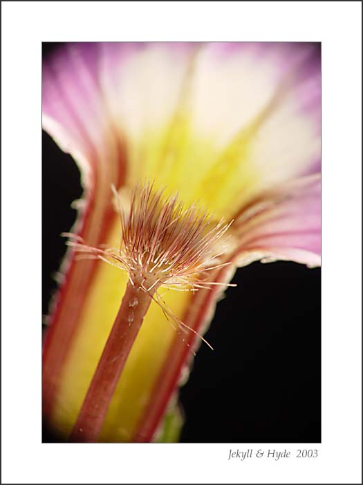 Brush