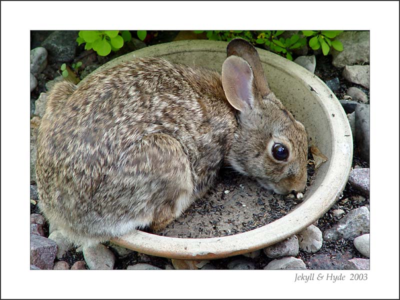 Feed Bowl