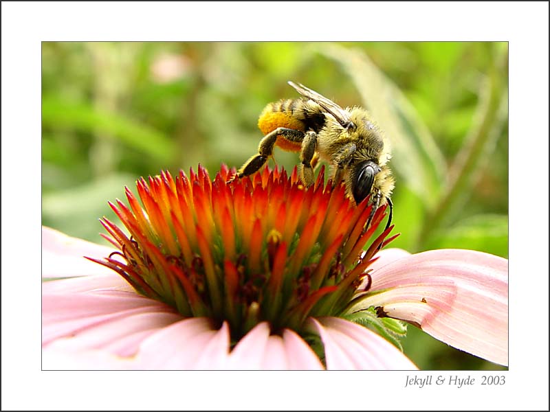 Bee