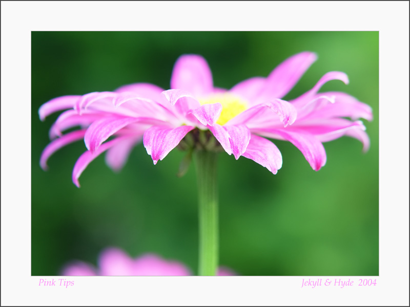 Pink Tips