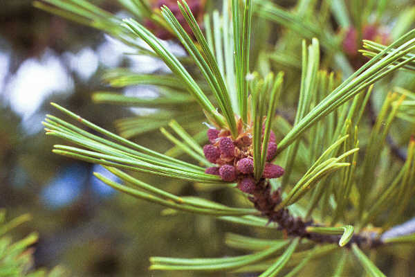 Whitebark Pine Tree