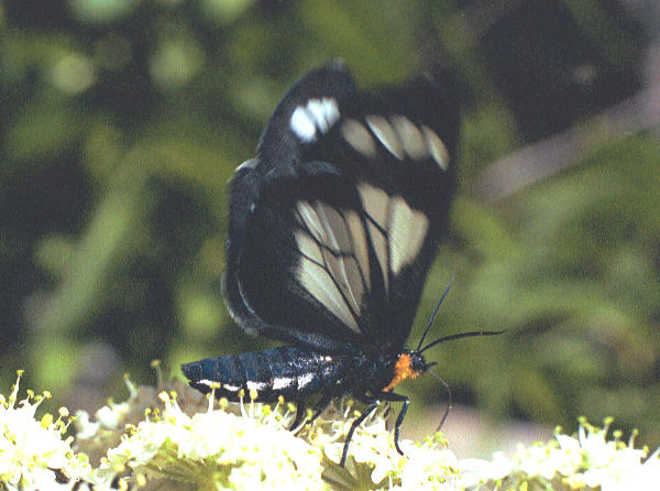 Gnophaela vermiculata moth