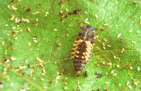 ladybird beetle larva