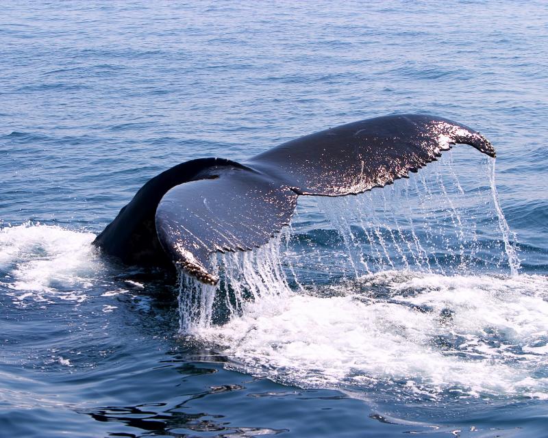 whale tail.tif