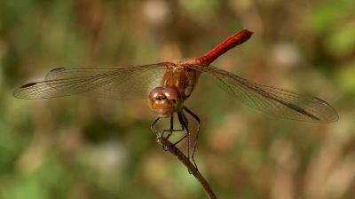 Common sympetrum.