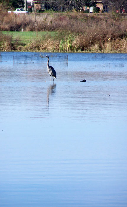 Heron