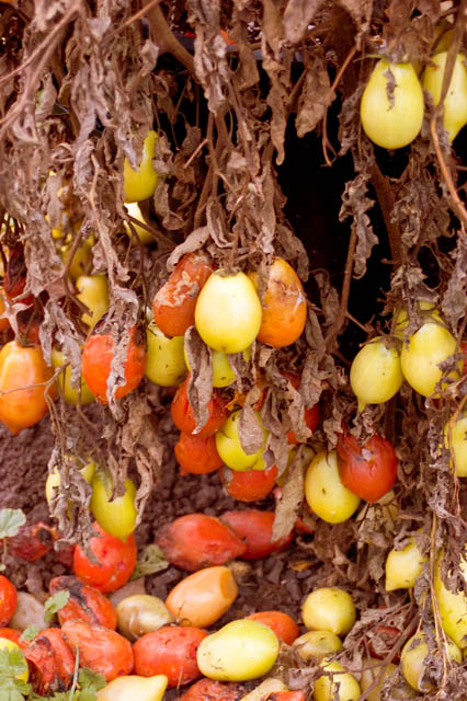 Frozen Tomatoes