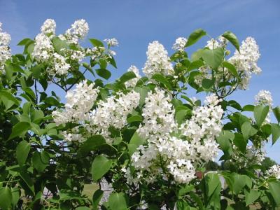 u22/kda/medium/13778004.Lilacs.jpg