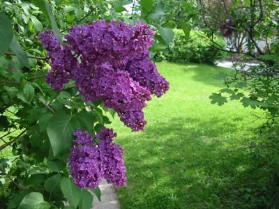 u22/kda/medium/13778124.Lilacs6.jpg