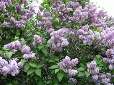 u22/kda/medium/13778441.Lilacs7.jpg