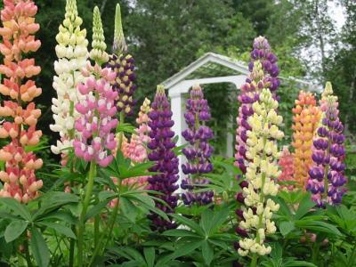 u22/kda/medium/13779057.Lupins.jpg