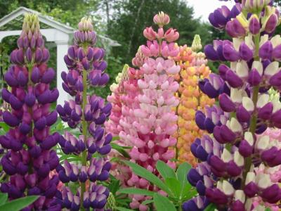 u22/kda/medium/13779076.Lupins2.jpg