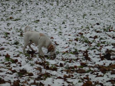 Schneehund....