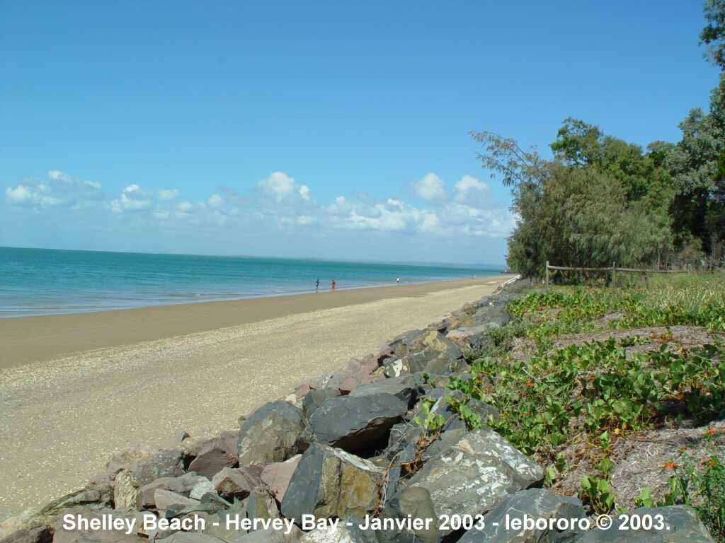 shelley beach