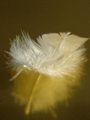white on gold