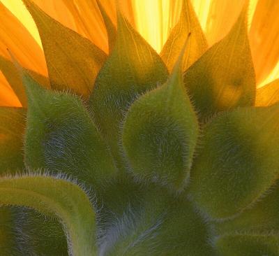 backlit sunflower detail