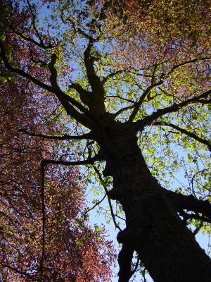 Tree.JPG