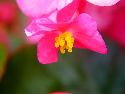 begonia