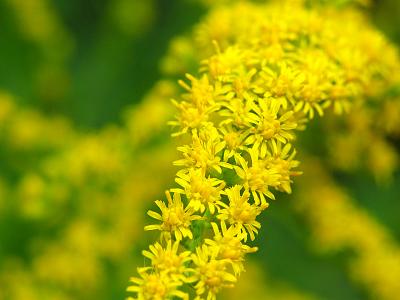 golden rod