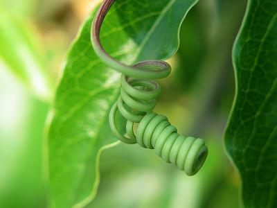 tendril