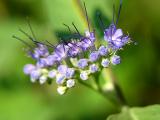 blue shrub flower