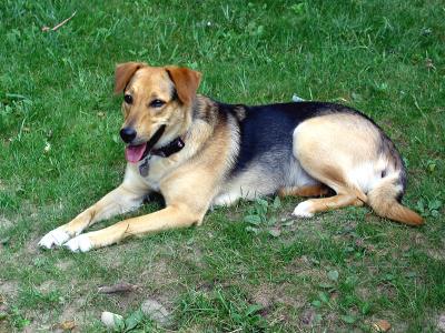 u22/littledog22/medium/12741158.Emmie_0081.jpg