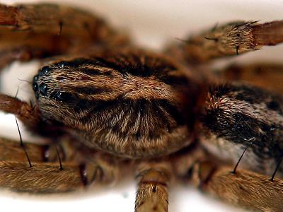 Spider_2746.jpg