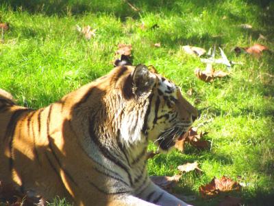 Tiger @ Animal Kingdom at end of yawn
