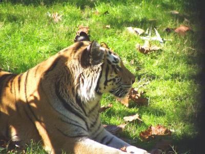 Tiger @ Animal Kingdom