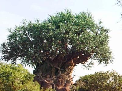 Animal Kingdom