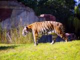 Tiger @ Animal Kingdom
