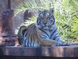 Tiger @ Animal Kingdom in the shade