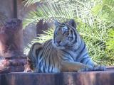 Tiger @ Animal Kingdom in the shade