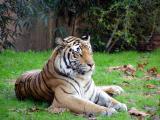 Tiger @ Animal Kingdom