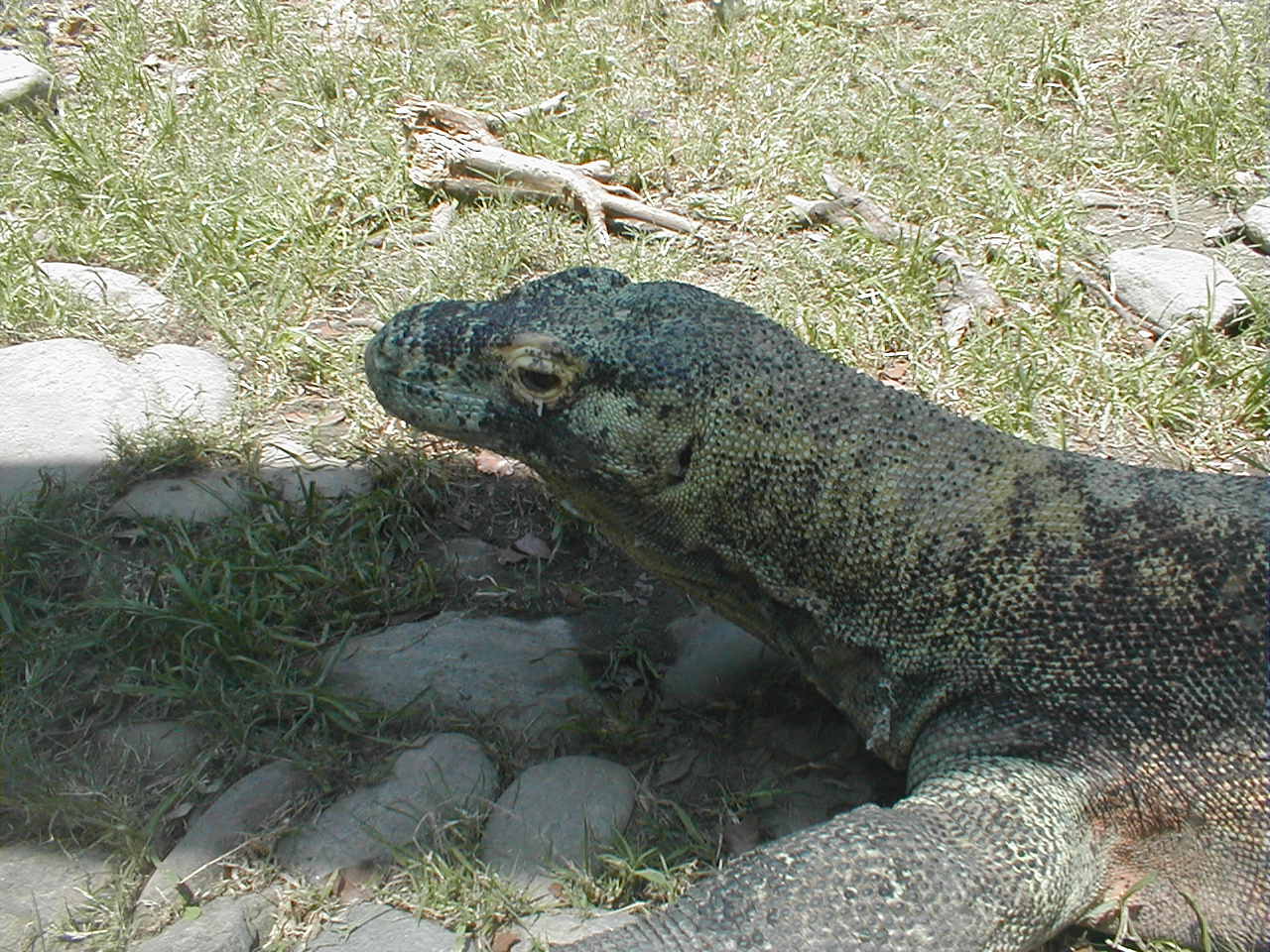 O0042915.JPG