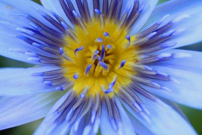 blue flower in Bequia
