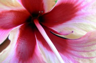 red and pink flower in Bequia