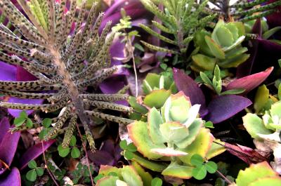 succulent plants in Bequia