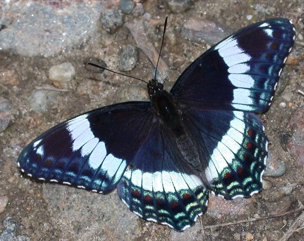  white-admiral-5352.jpg