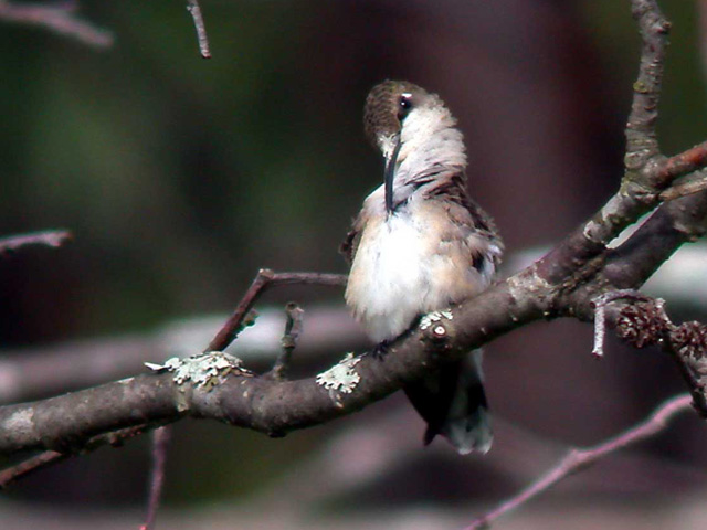 rt-hummingbird-ha-5549.jpg