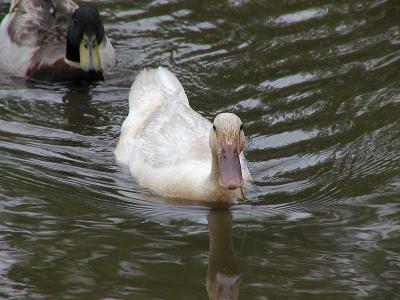 Ducks, ducks, and more ducks