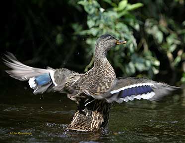 Burst Of Energy - Duck