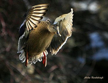 Luminous Lady - Mallard Duck