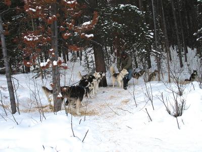 Dogs waitng to get hitched to sled